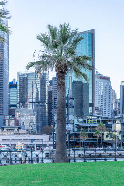 istock Palm tree with Sydney CBD high-rise buildings in the background 1316720435