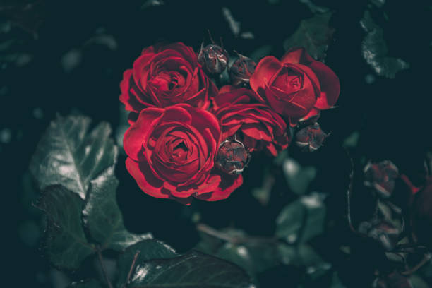 istock Beautiful Rose on Vintage style; nature background 1316720675