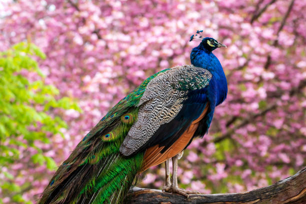 istock Colorful Peacock In The Park 1316721458