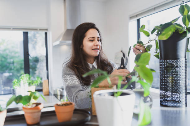 istock Woman caring for her indoor plants. 1316722269