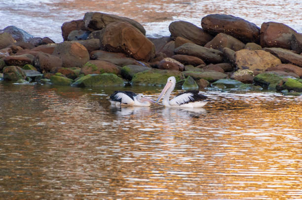 Pelicans and rock pool in the golden sunrise light Pelicans in the rock pool at Avoca Beach on the Central Coast, NSW, Australia. avoca beach photos stock pictures, royalty-free photos & images