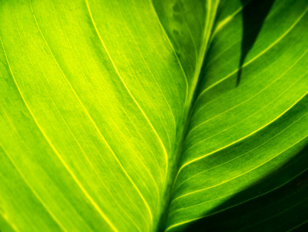 istock Abstract of The Crystal Anthurium Leaf 1316723723