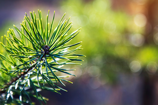 Green pine branch with needles. Natural nature close-up