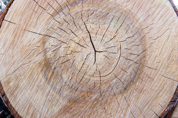 istock Background of a sawn birch trunk 1316724643