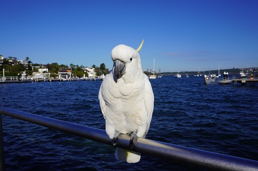 Sydney, NSW, Australia, April 25, 2021.\nThe cockatoo is a frequent visitor to the suburb of Watsons Bay