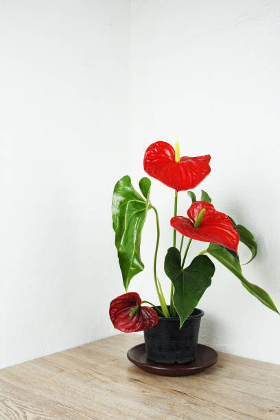 istock Red Anthurium Flower house plant decoration on table and white wall background 1316725507