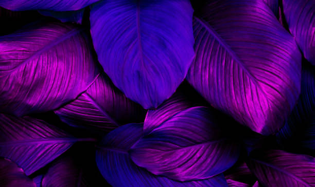 istock Full Frame of Spathiphyllum cannifolium Leaves Texture Background. 1316726339