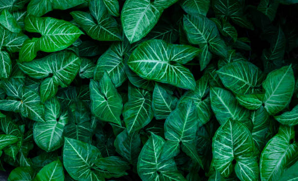 istock closeup nature view of tropical leaf background 1316726366