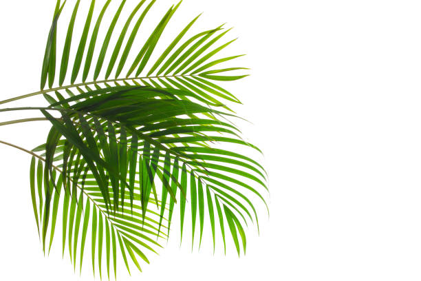 istock leaves of coconut isolated on white background for design elements, 1316726380