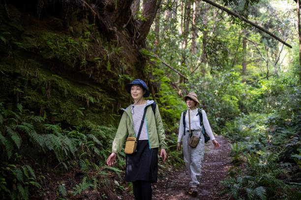 amigas japonesas caminhando na floresta - kamakura japan tourist people - fotografias e filmes do acervo