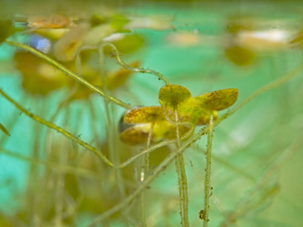 istock Aquatic plants in the water barrel 1316727188