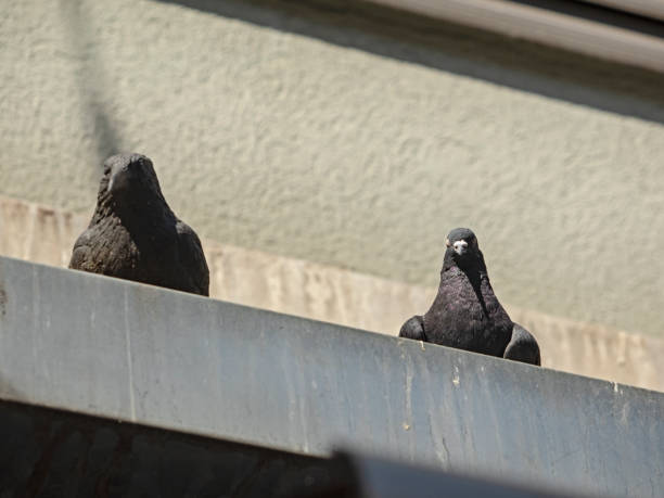 istock Best friends, Pigeon and plastic crow 1316727191