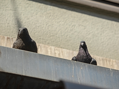 Best friends, Pigeon and plastic crow