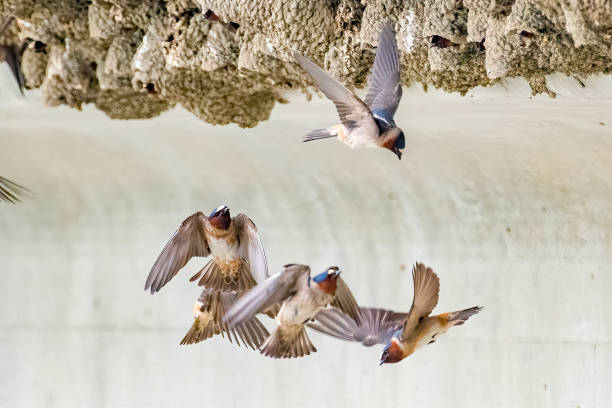 istock Swallows busy adding mud to nest and fetching food 1316727217