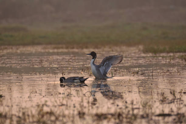 istock Northern Pintail duck 1316727285
