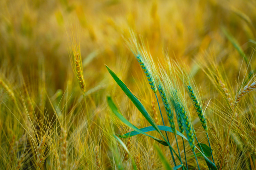 indian golden wheat field background