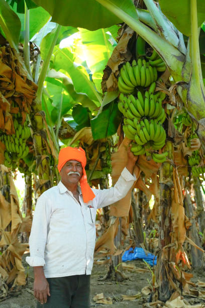 istock Young Indian farmer at banana field 1316728980