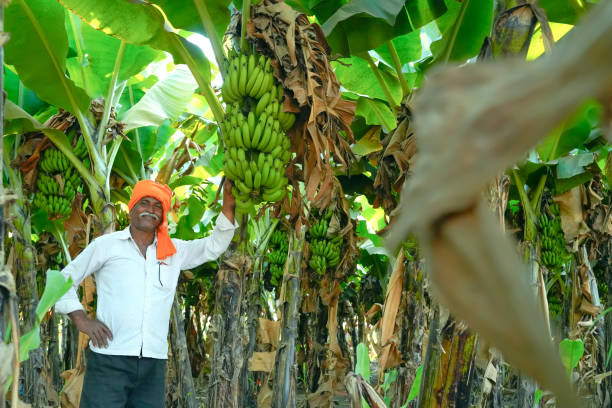 istock Young Indian farmer at banana field 1316728999
