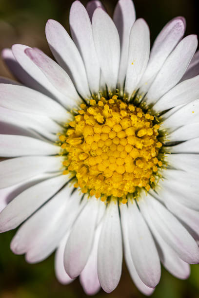 flowers captured in Bohinj valley Slovenia