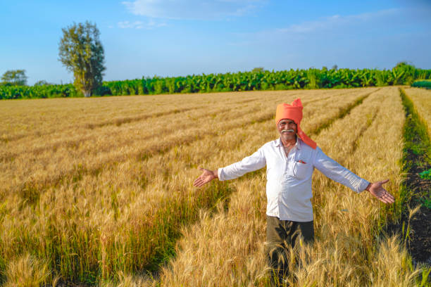 小麦畑に立つ若いインドの農家 - male senior adult men portrait ストックフォトと画像