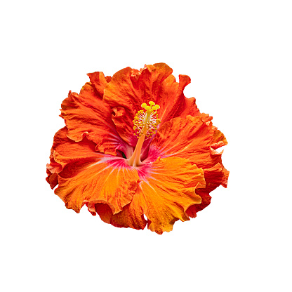 orange hibiscus flower isolated on white background