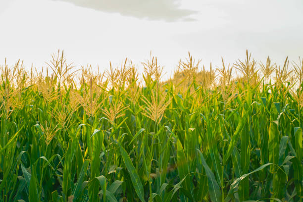 istock A green field of corn in India 1316729142