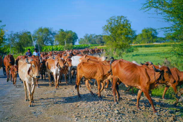 istock Indian cattle field ,Rural India 1316730210