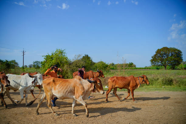 istock Indian cattle field ,Rural India 1316730442