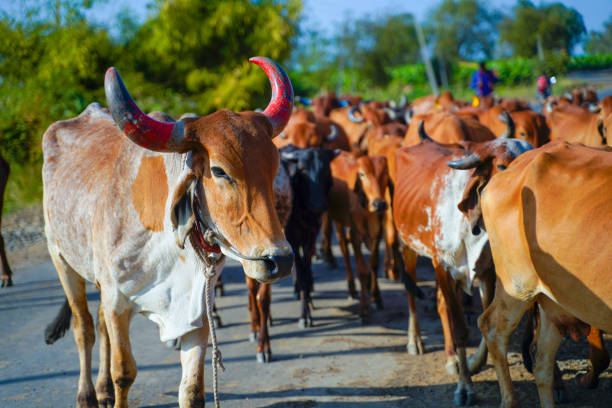 istock Indian cattle field ,Rural India 1316730509