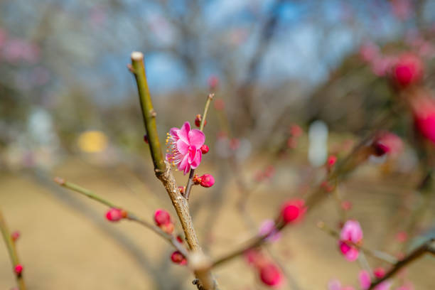 istock Pink plum blossoms are blooming and bring the spring 1316731197