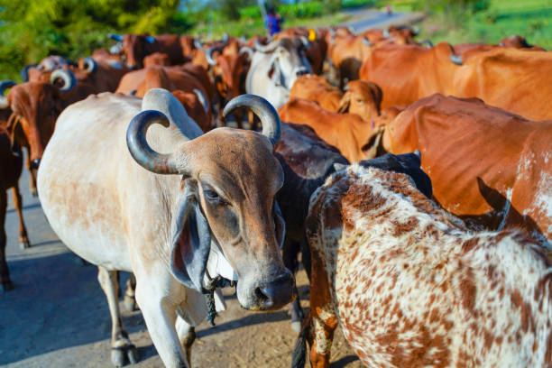 istock Indian cattle field ,Rural India 1316731198