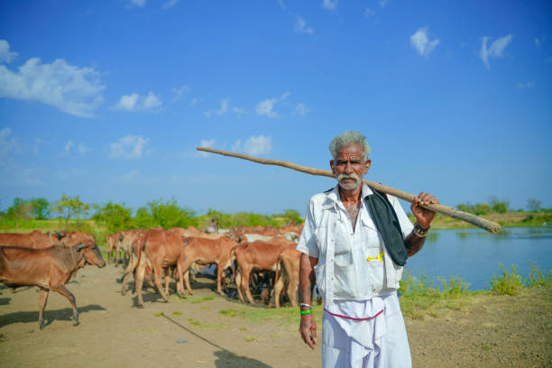 young indian farmer with his cattle