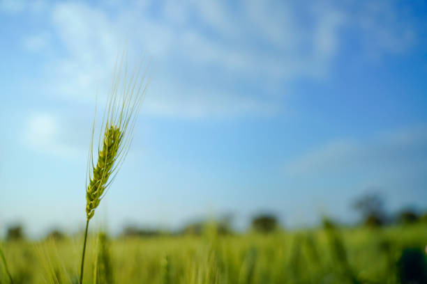 indian agriculture, wheat field India.