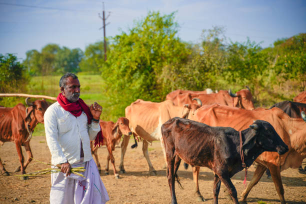 istock young indian farmer with his cattle 1316733821