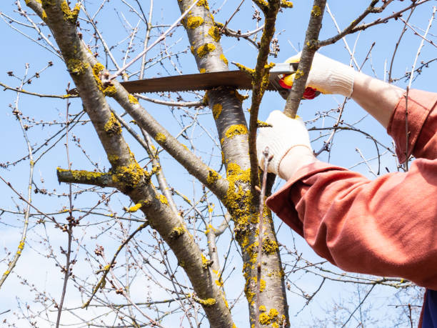 istock gardener pruns crawn of old cherry tree in spring 1316734324
