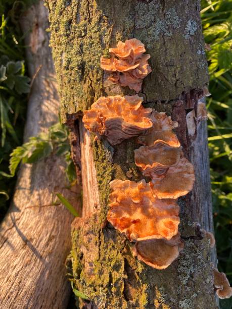 istock Sternum hirsutum - Hairy Curtain Crust 1316734849