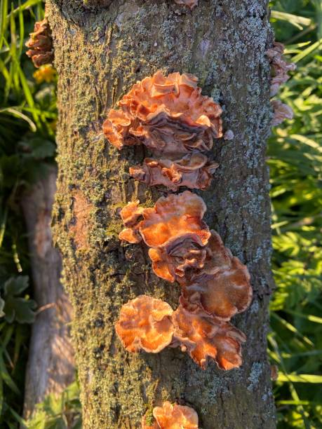 istock Sternum hirsutum - Hairy Curtain Crust 1316734855