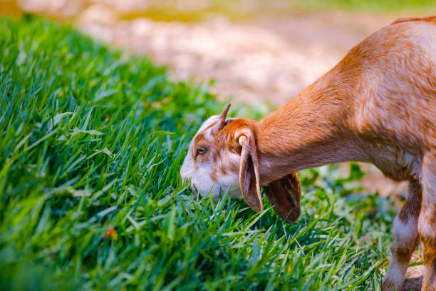 young indian goat at field