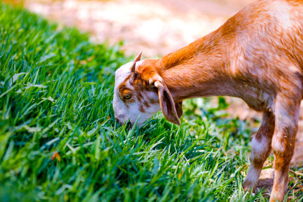istock young indian goat at field 1316734935
