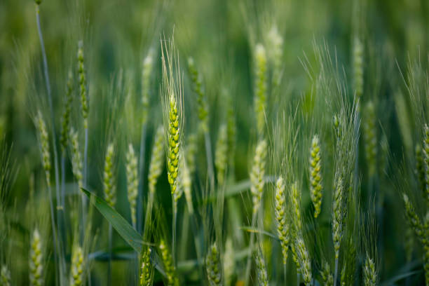 istock indian agriculture, wheat field India. 1316735072
