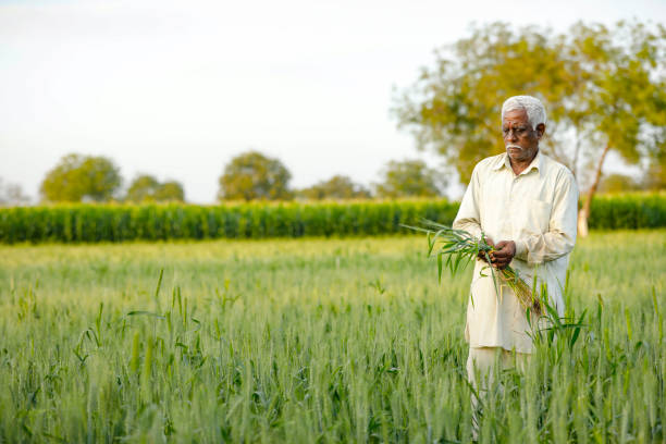 istock Young Indian farmer standing at wheat field 1316735074