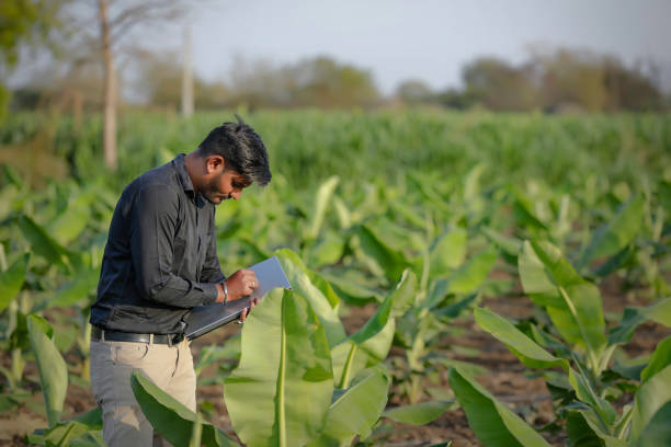 istock young indian agronomist examining the field 1316735115