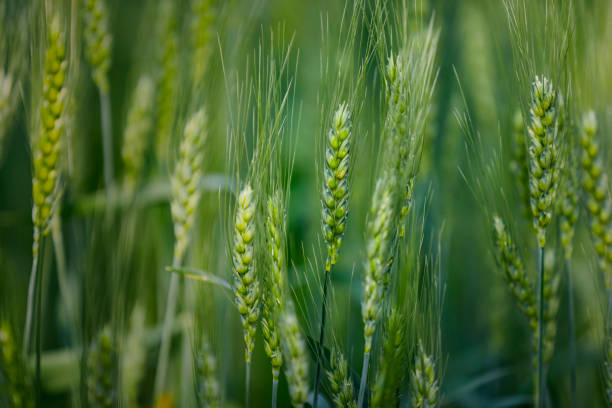 istock indian agriculture, wheat field India. 1316735139
