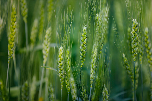 Wheat corn in spring