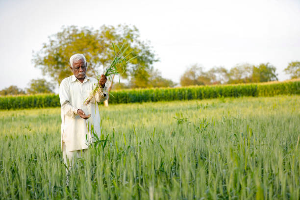 istock Young Indian farmer standing at wheat field 1316735203