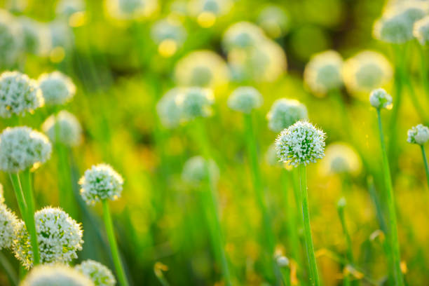 indian onion field, Indian agriculture field