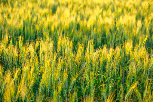 indian agriculture, wheat field India.