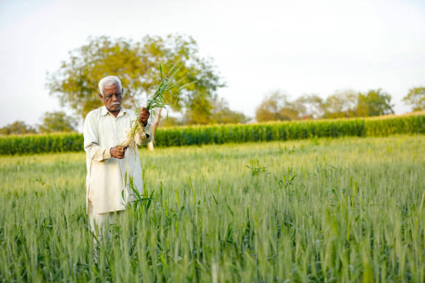 istock Young Indian farmer standing at wheat field 1316735257