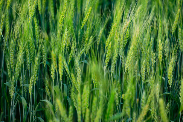 istock indian agriculture, wheat field India. 1316735271