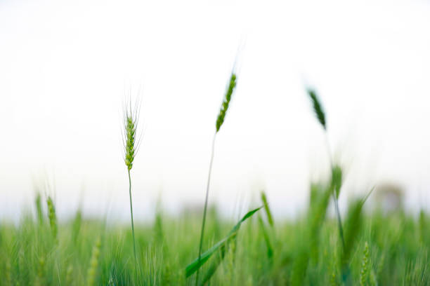 indian agriculture, wheat field India.